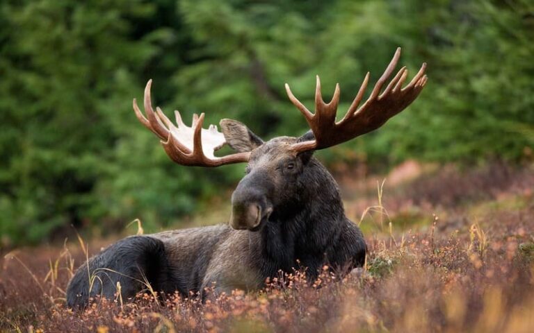 750 Perfect Moose Names for Your Majestic Companion