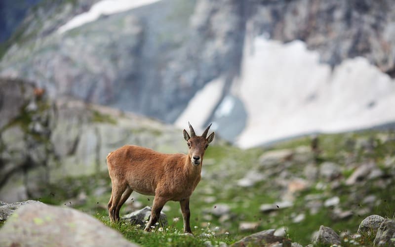 Mountain Goat Names