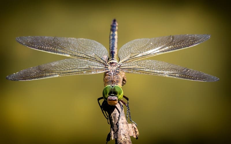 Mythical Dragonfly Names