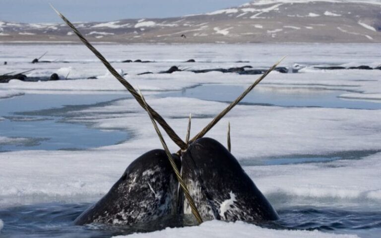 360 Unique Narwhal Names: Mysterious Tusked Whales