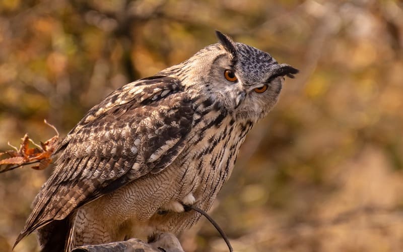 Owl Names