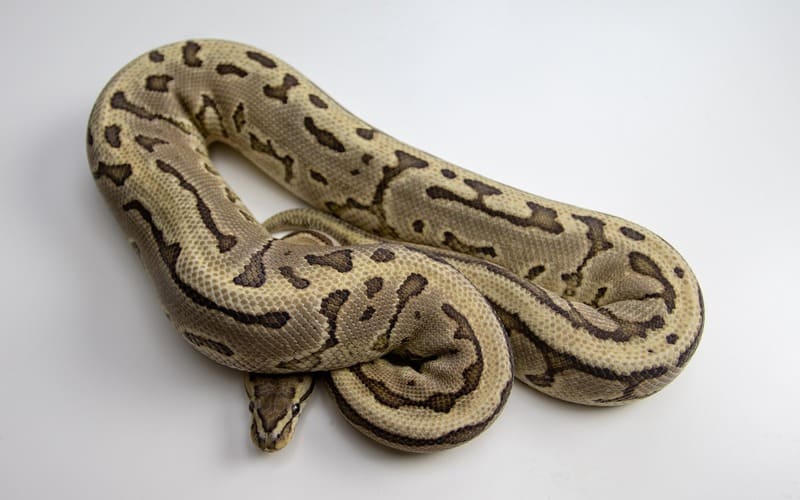 Pet Ball Python Names