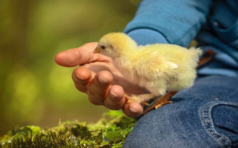 Pet Chicken Names