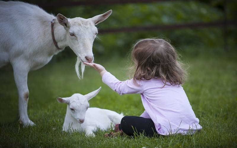 Pet Goat Names