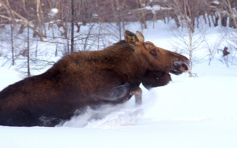 Pet Moose Names