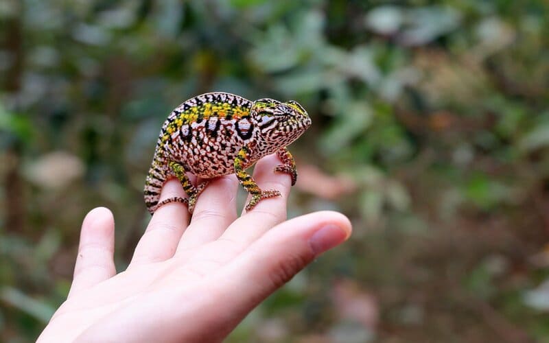 Pet Names for Chameleons