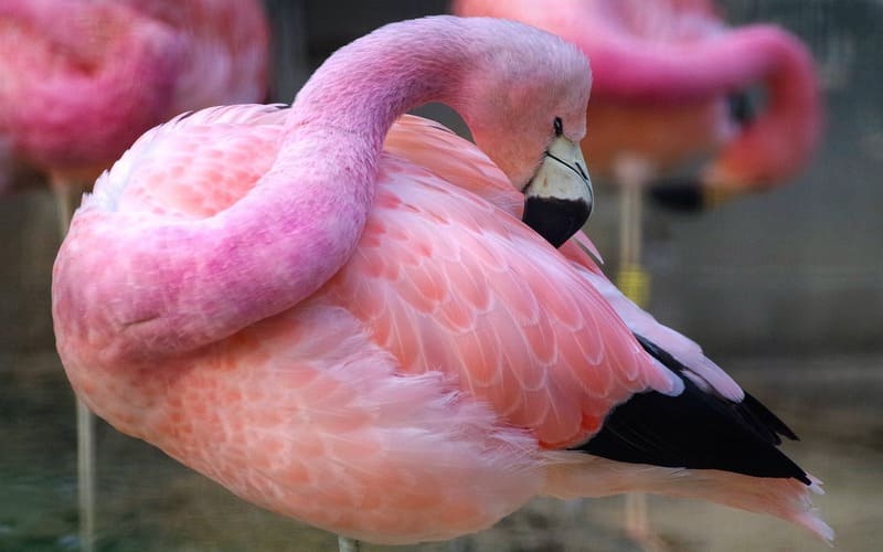 Pink Flamingo Names