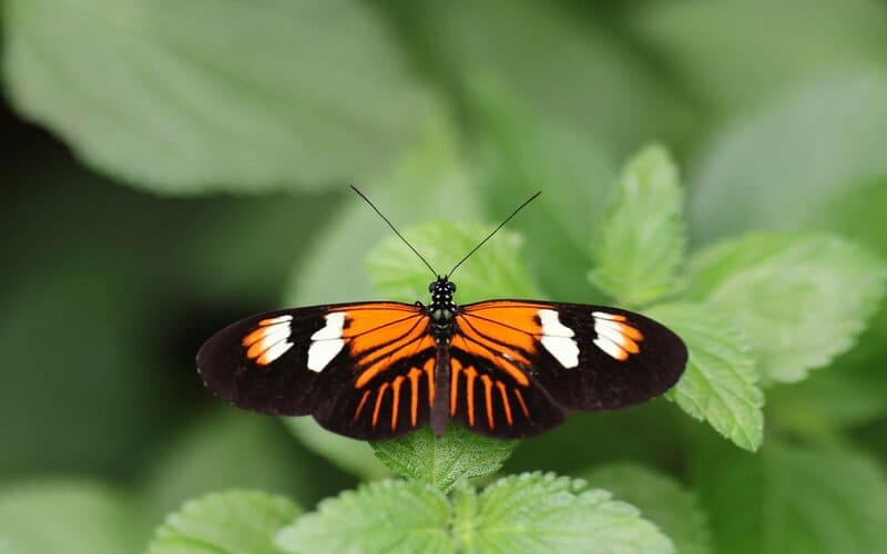 Pretty Butterfly Names