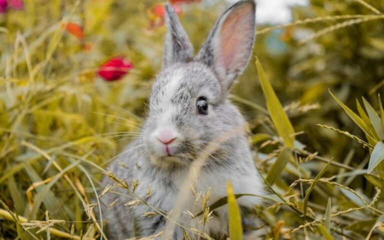 1000+ Charming Rabbit Names With Their Meanings