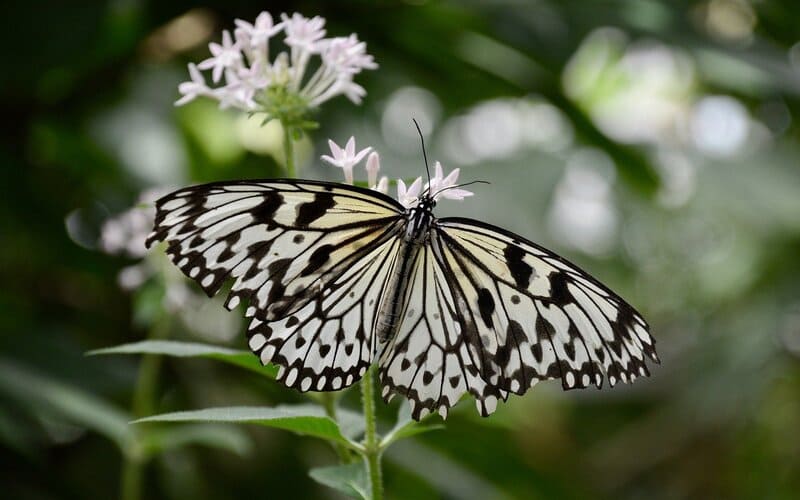 Rainforest Butterfly Names