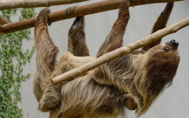 540 Perfect Sloth Names: Amazing Tips & Ideas