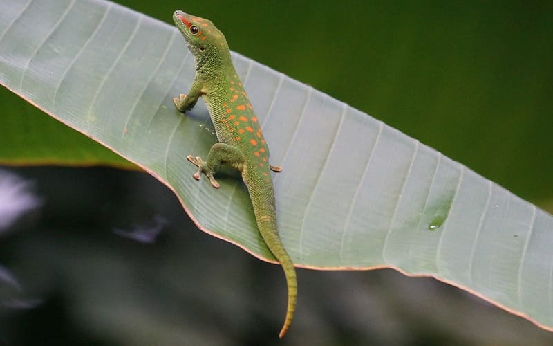 Small Lizard Names