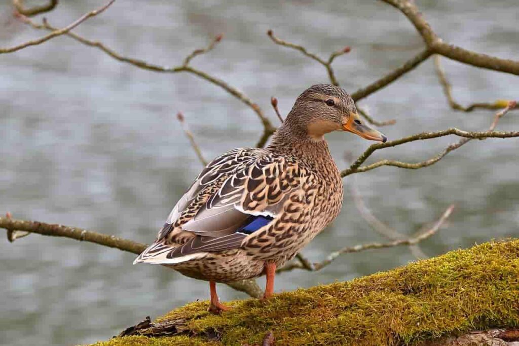 Smart-Duck-Names