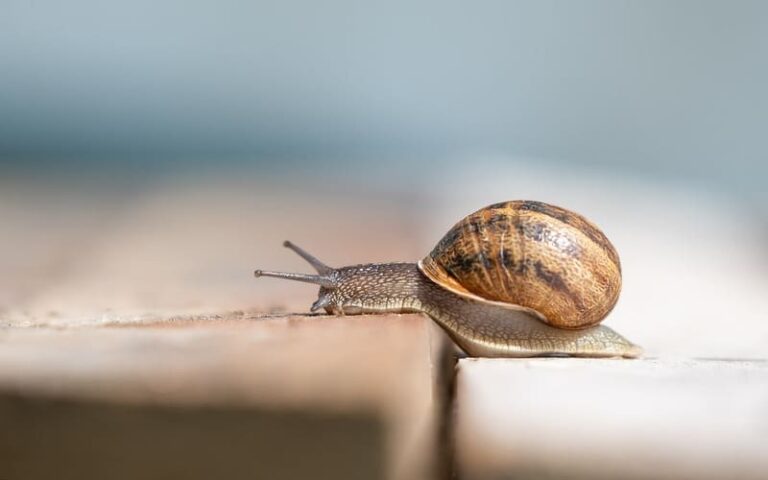 600 Unique Snail Names for Your Tiny Mollusk Friend