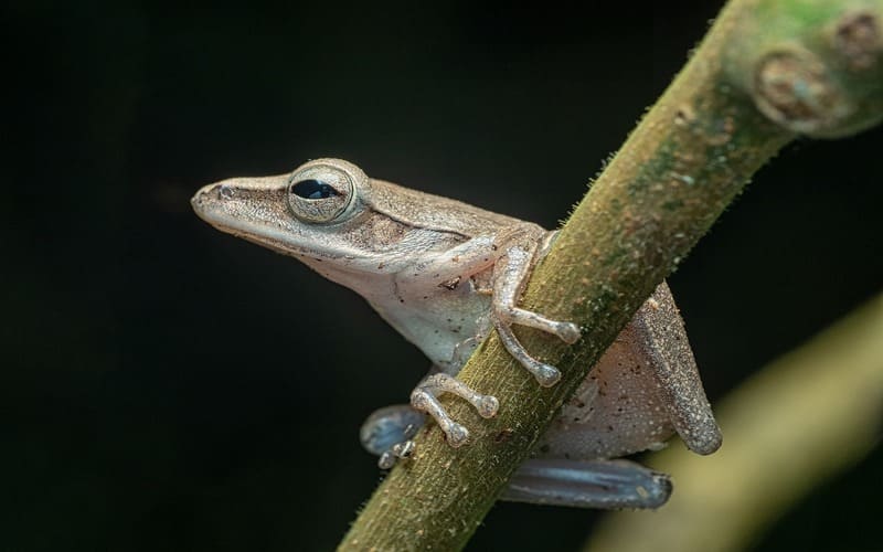 Tree Frog Names