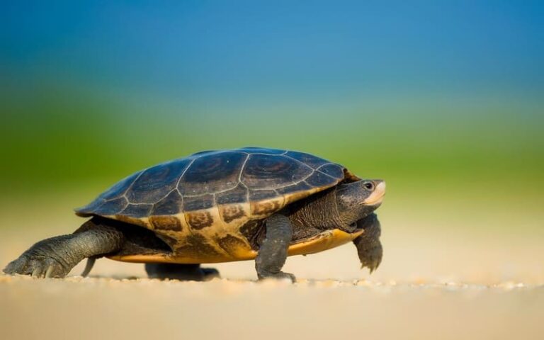 570 Turtle Names: Finding the Perfect Fit for Your Shelled Friend