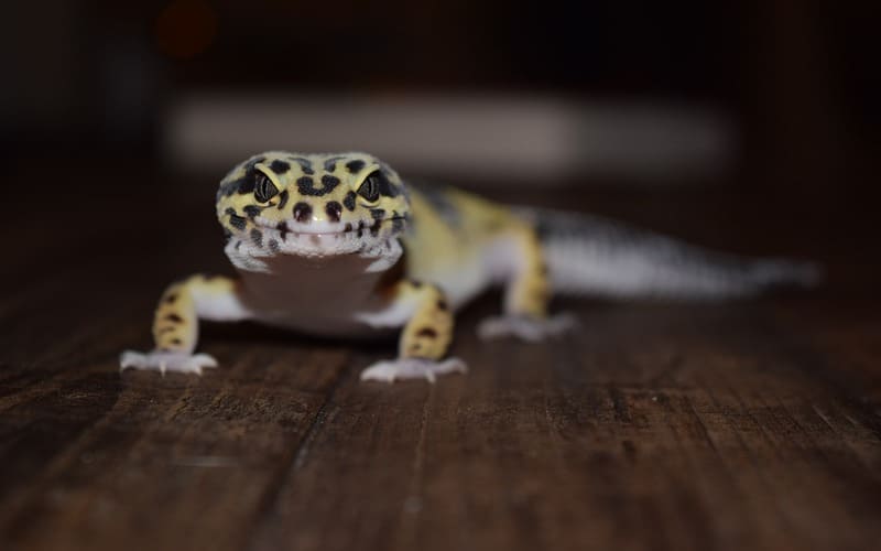 Unique Female Leopard Gecko Names