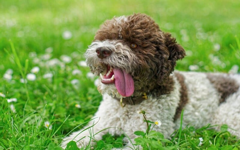 Unique Lagotto Romagnolo Names