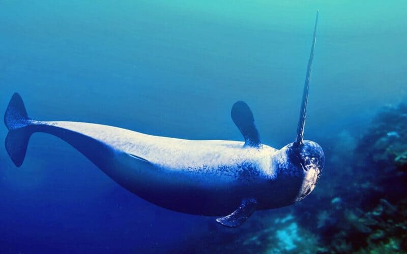 Unique Narwhal Names