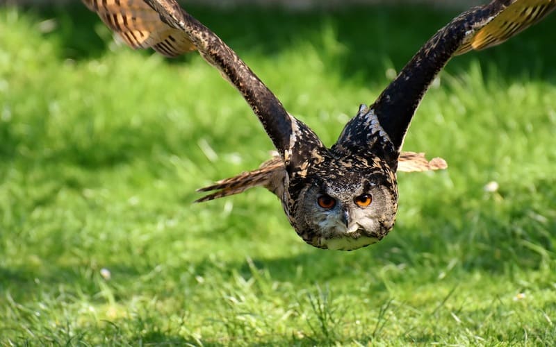 Unique Owl Names Girl