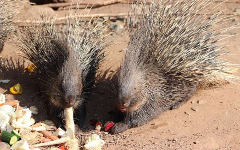 Unique Porcupine Nicknames