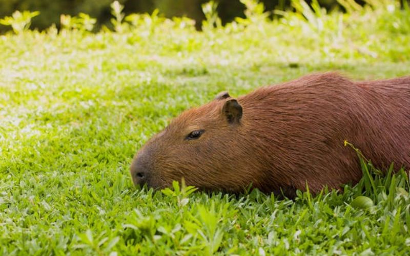 Unisex Capybara Names