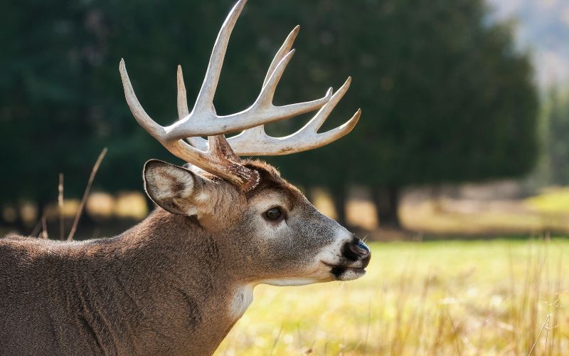 Winter names for reindeer