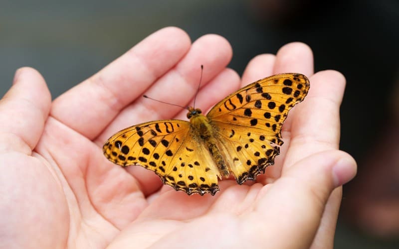 Yellow Butterfly Names