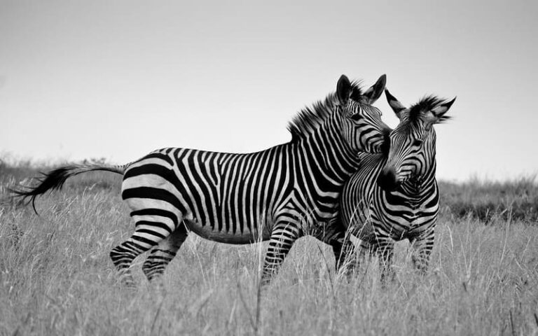 540 Perfect Zebra Names for Your Own Striped Beauties