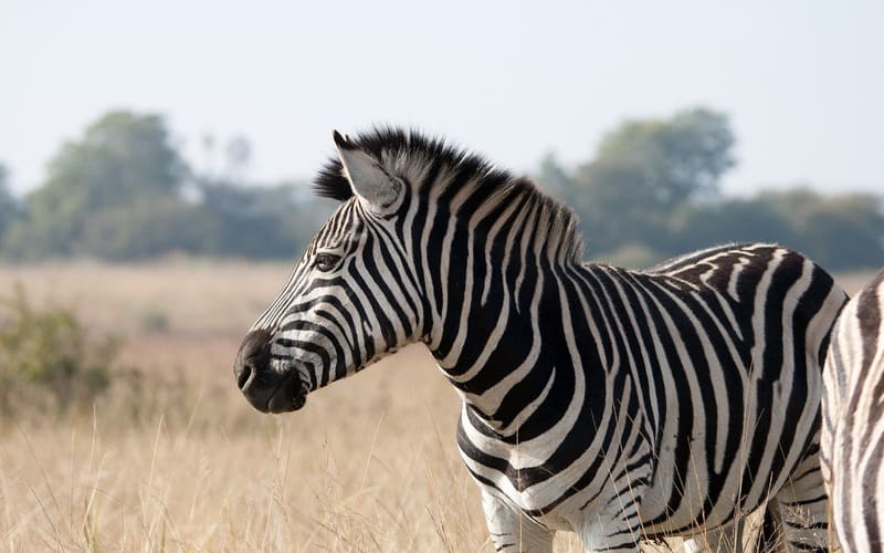 Zebra Names Male