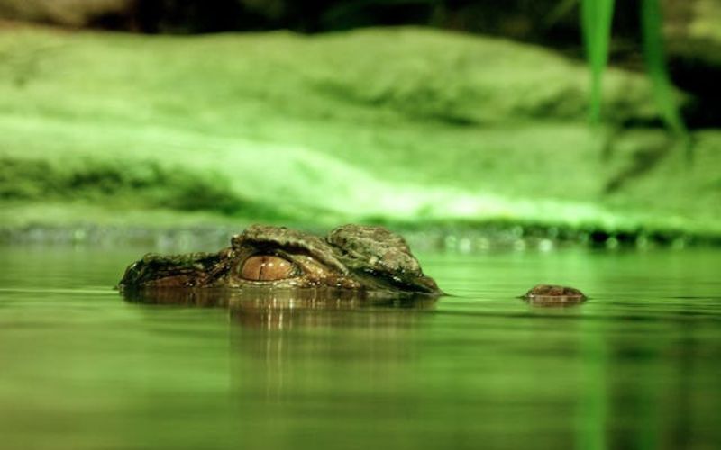 alligator names