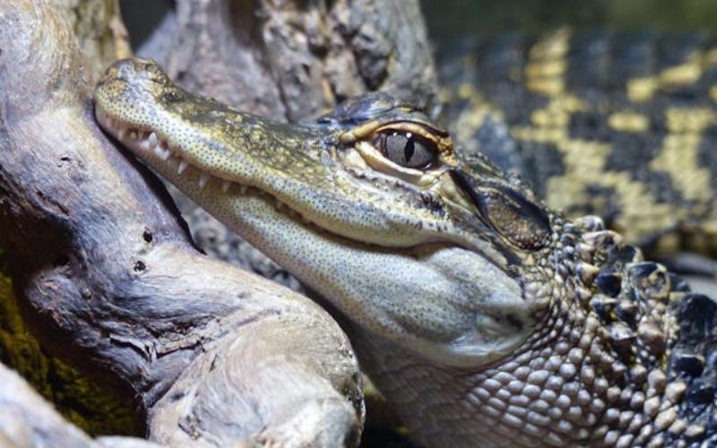 american alligator names