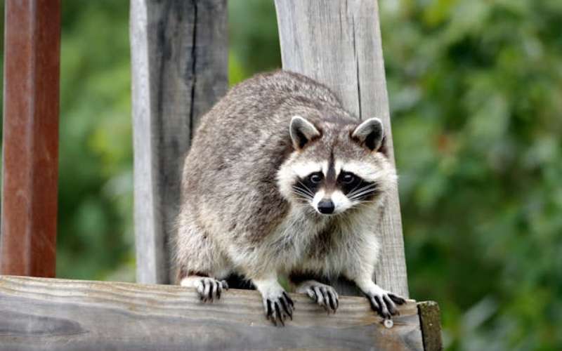 best raccoon names