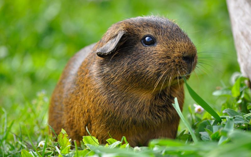 capybara names