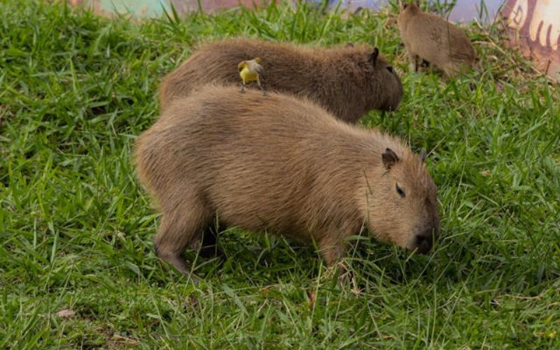 capybara nicknames