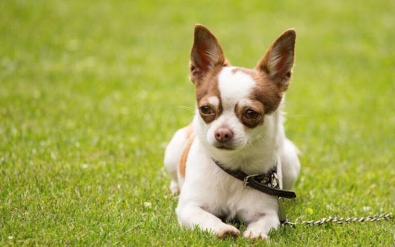 Unique Chihuahua Names: 1080 Special Picks for Your Companion