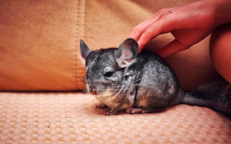 clever chinchilla names