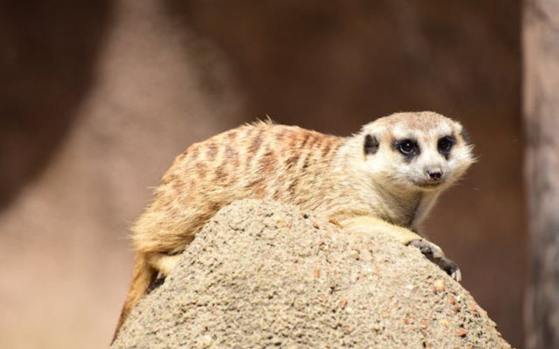 common mongoose name