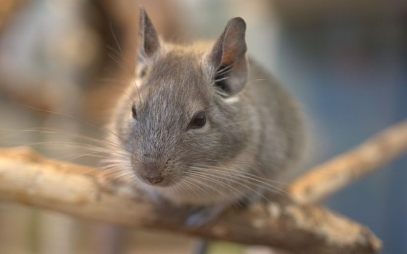 cool chinchilla names