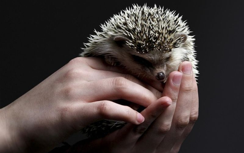 cute hedgehog names