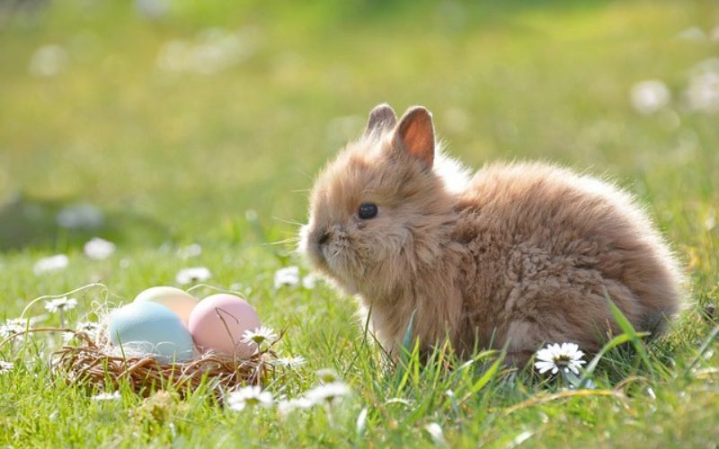 cute rabbit names