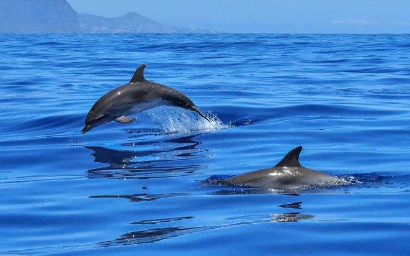 dolphin names