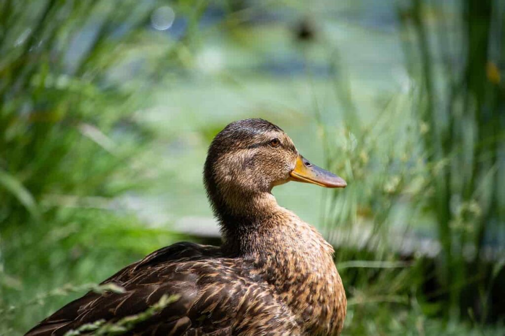 Cute-Duck-Names