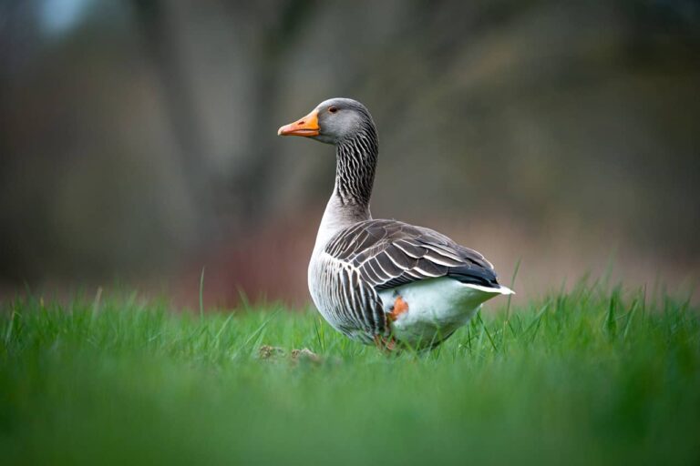 600 Unique Duck Names with Meaning: A Journey of Discovery