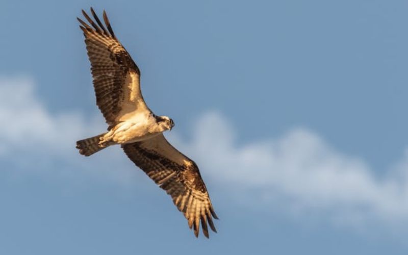 eagle names male