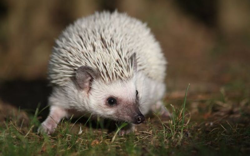 famous hedgehog names