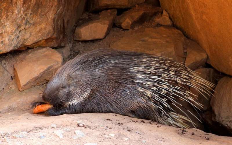 female porcupine name