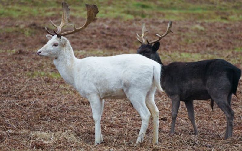 funny reindeer names