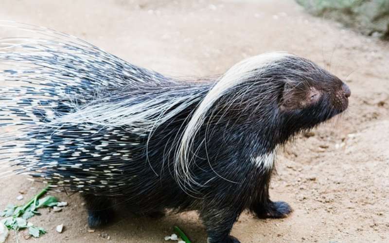 good porcupine names 