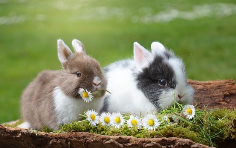 Good  Rabbit Names